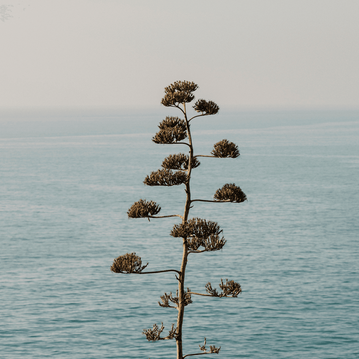 Tree in front of the ocean